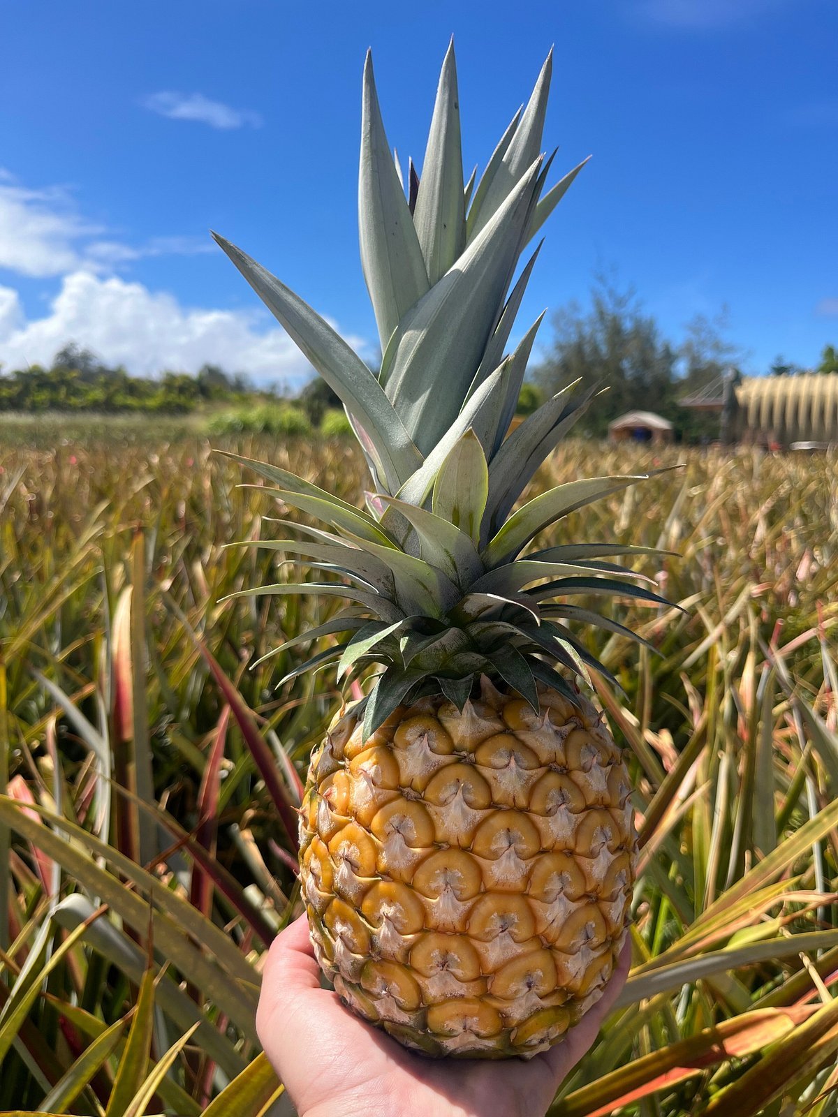 pineapp